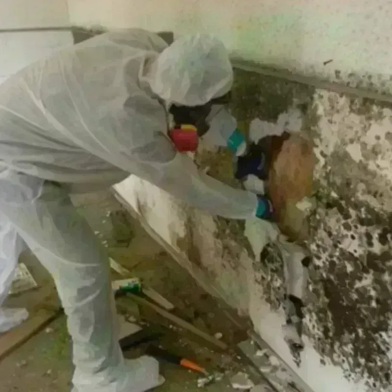 Mold Remediation and Removal in Brooklyn Center, MN